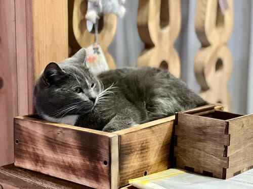 Внешний вид отеля Три кота