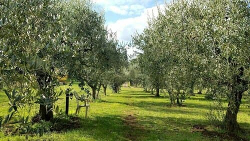 Внешний вид отеля Olive Tree Hill